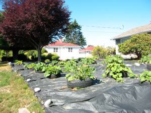 10498450_723139697752250_7308481433903571813_o