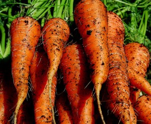 carrots-thumb-480xauto-954